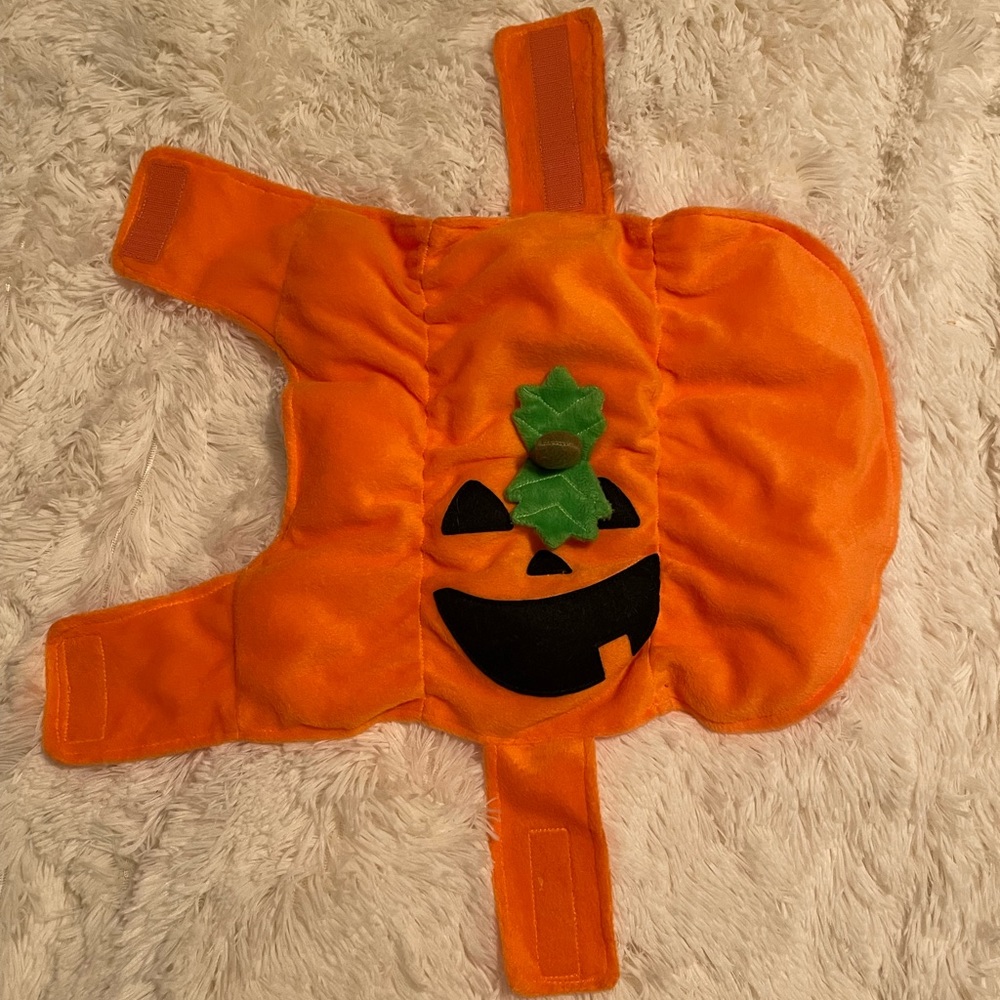 Pumpkin dog costume